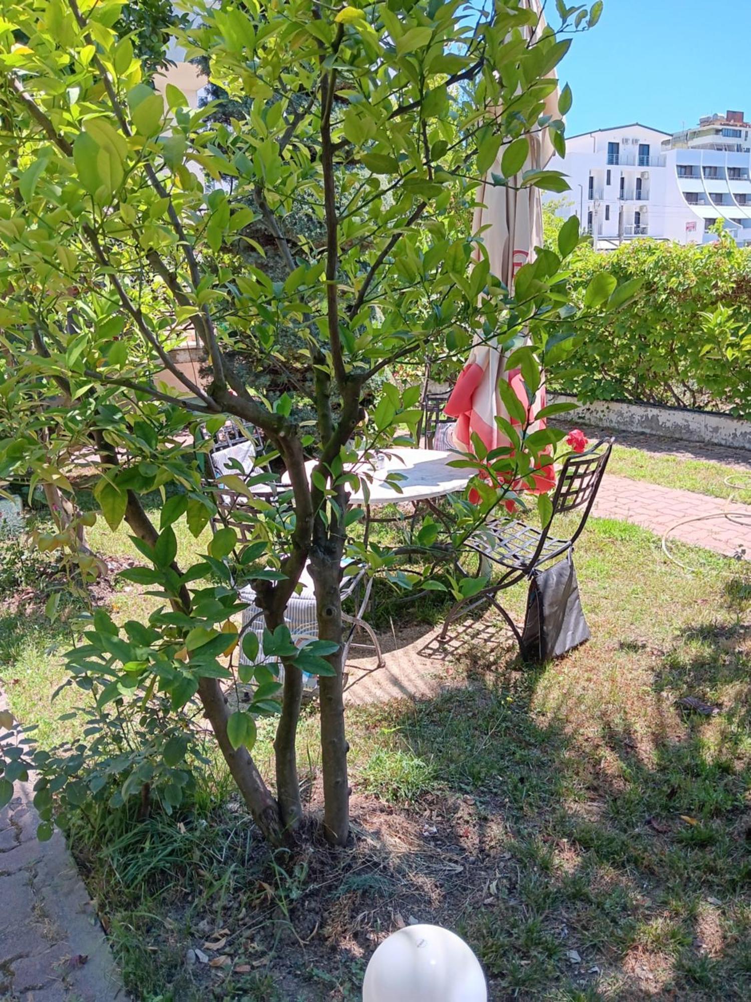 A-Vila โกเลม ภายนอก รูปภาพ